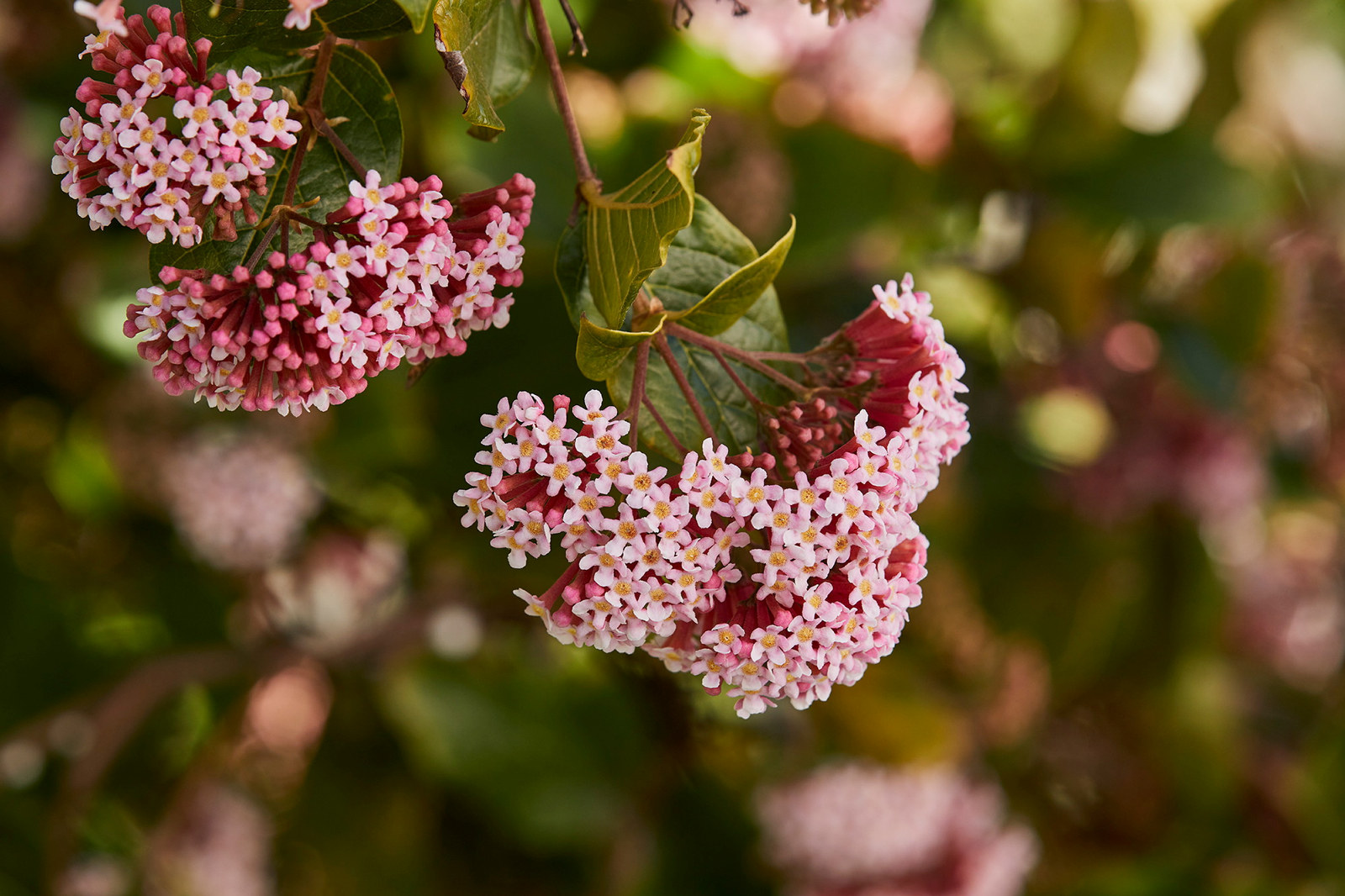 Pink clustered flowers.