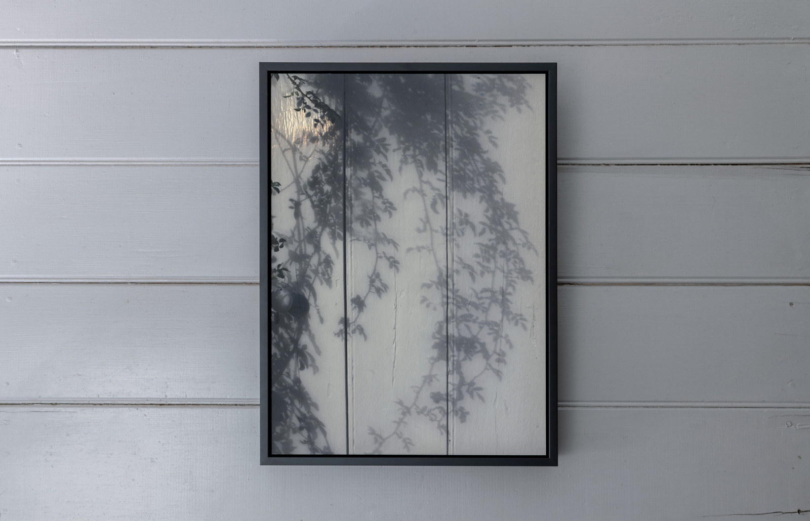 Photo of tree in frame on wall.