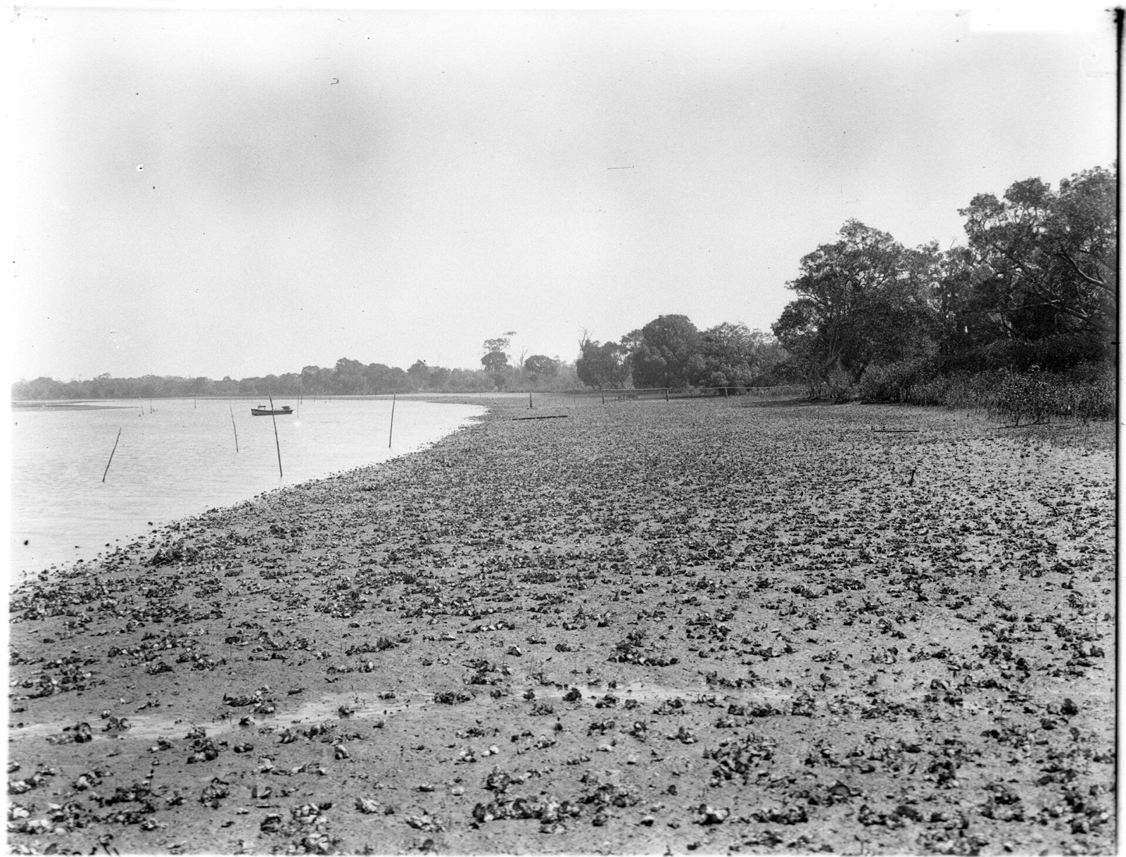 Government Printing Office 1 - 02086 - Oyster bed [From NSW Government Printer series: Ballina], 1926