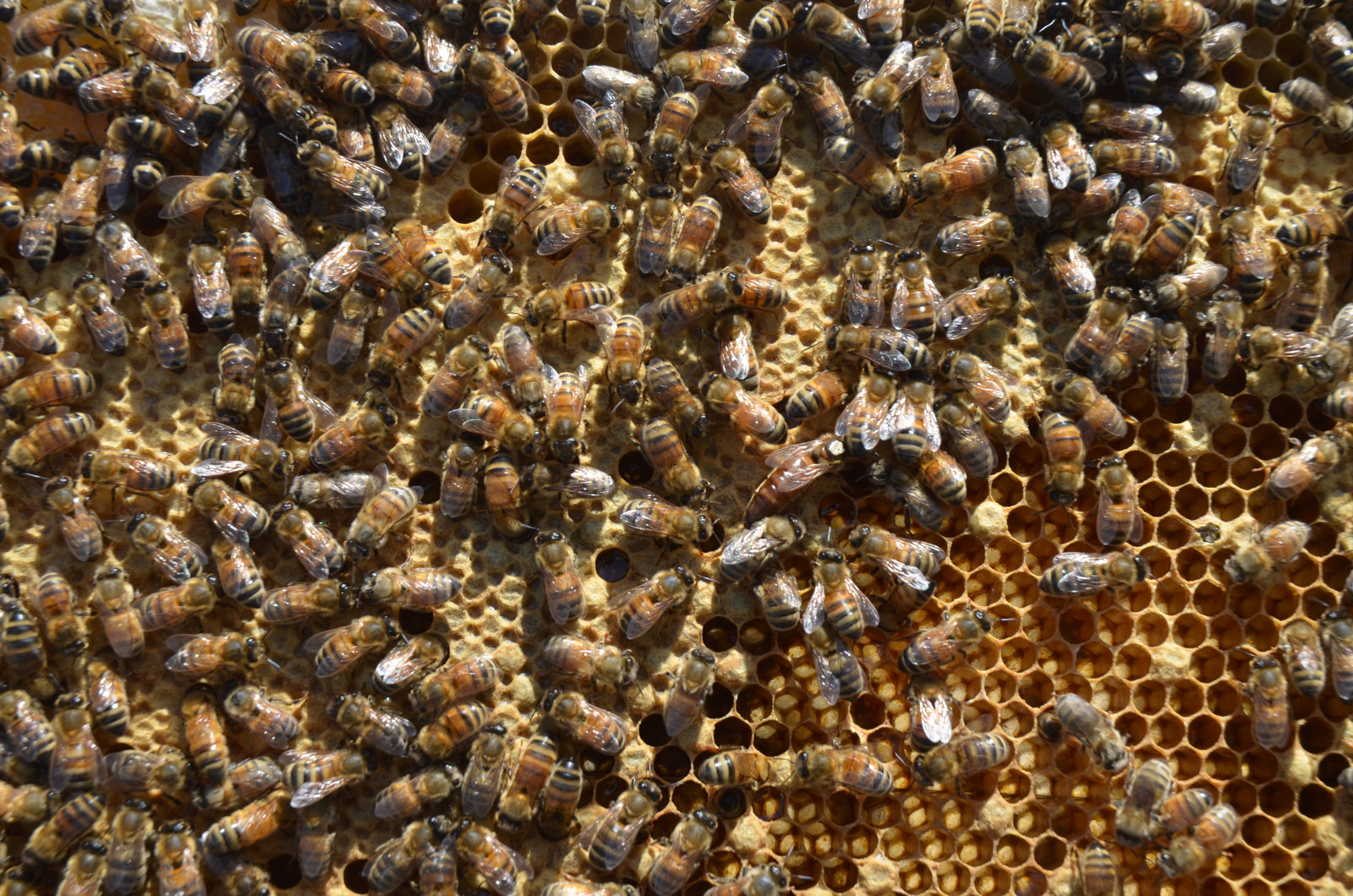 Honeybees in hive