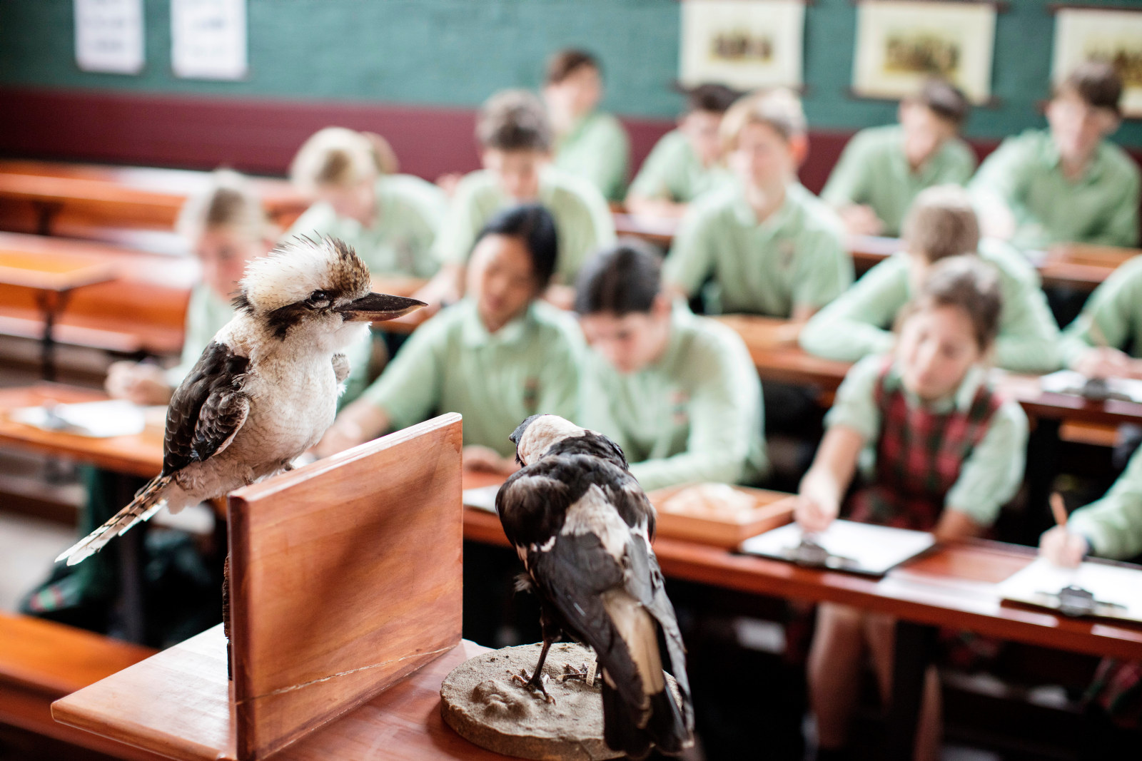 Taxidermied birds at the Rouse Hill Public School 1888, a Kookaburra and a Magpie being sketched by students as part of the program A Colonial Eye at Rouse Hill Estate