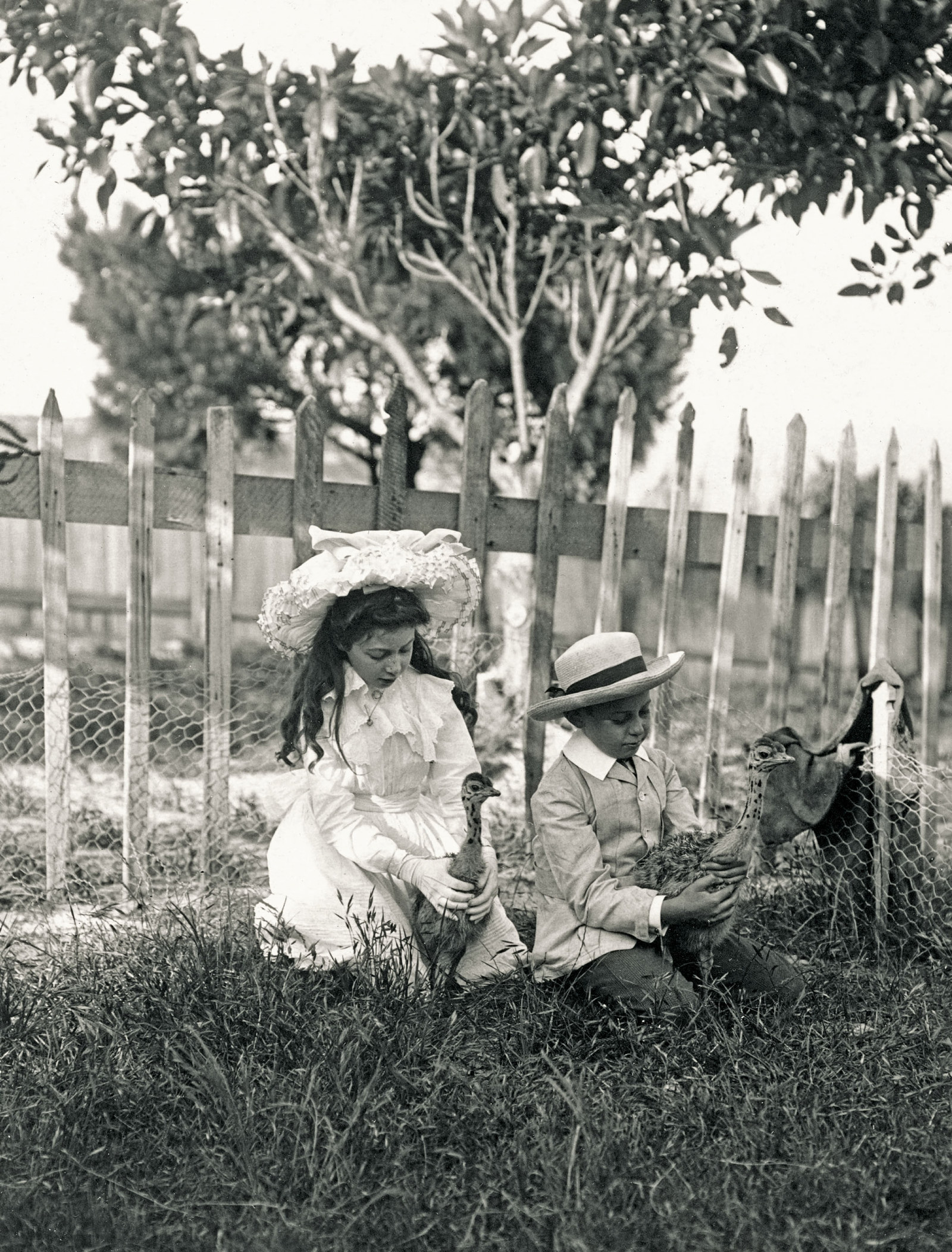 Two children, a girl with long hair and large white hat and boy with straw boater each hold a baby emu.