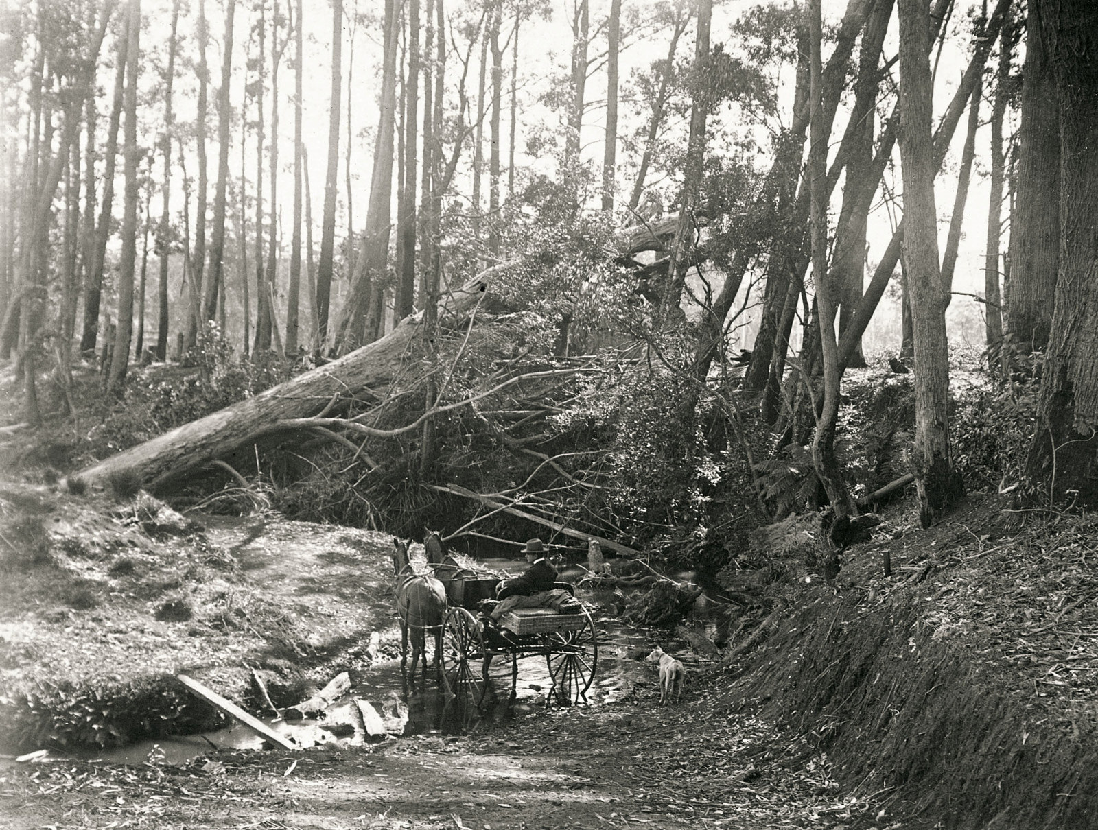 Cart with two horses pauses at a small creek. Tall trees surround the scene with a large fallen tree across the creek directly ahead of the cart.